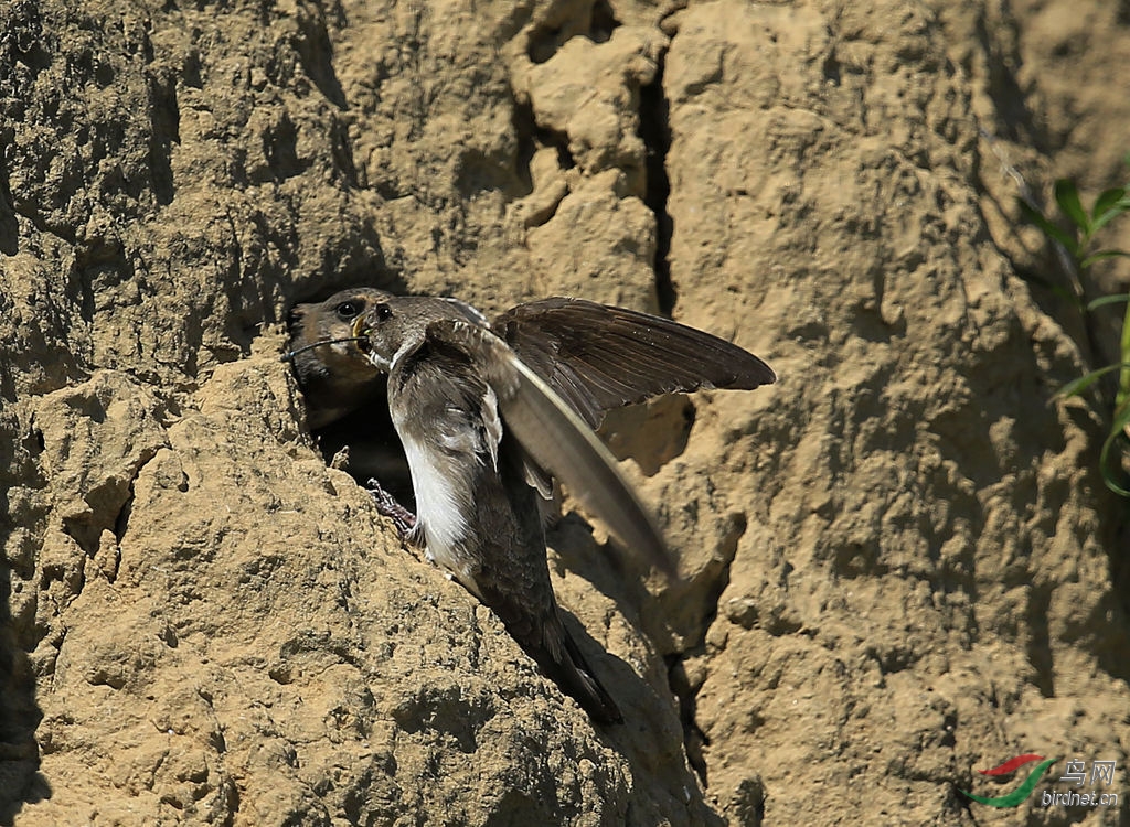 忙碌喂食的岩燕记录版