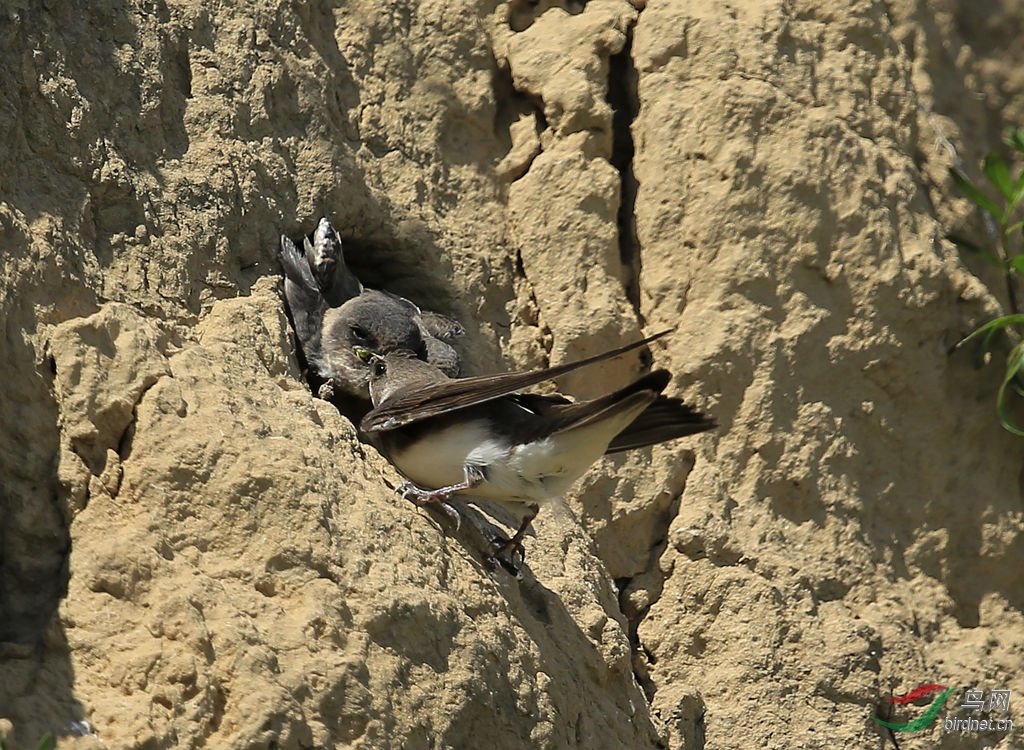 忙碌喂食的岩燕记录版