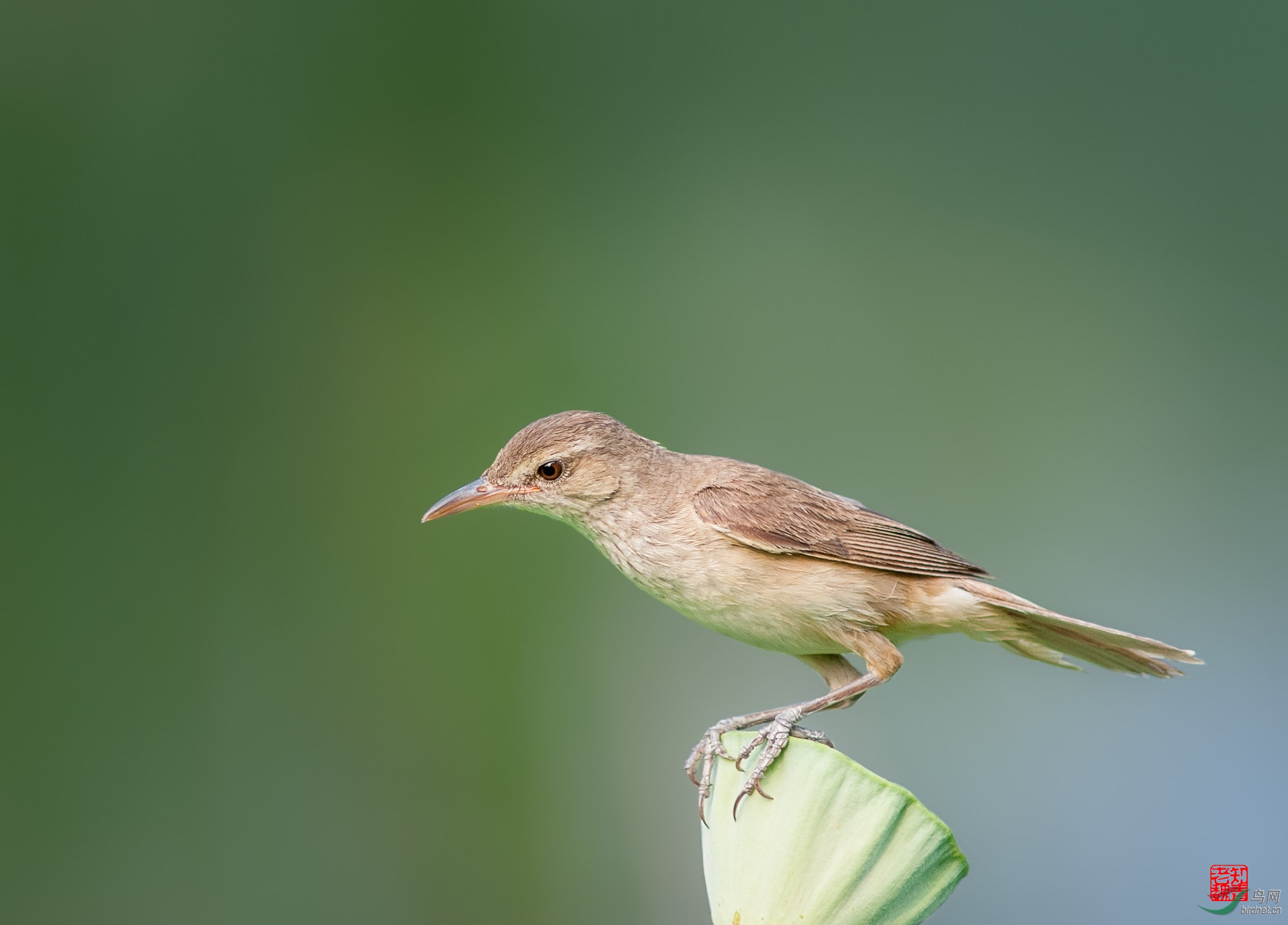 东方大苇莺原片与素描效果
