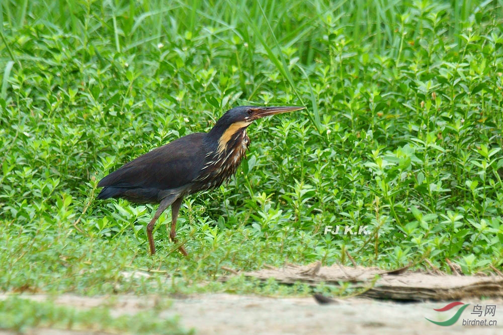 黑鳽