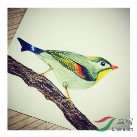 画一只红嘴相思鸟> 