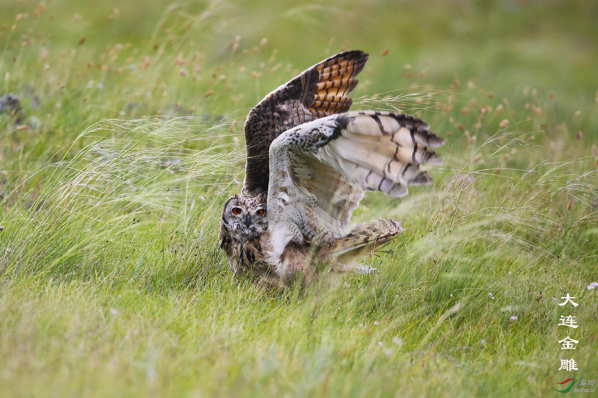(雕鸮 )草原——雕鸮