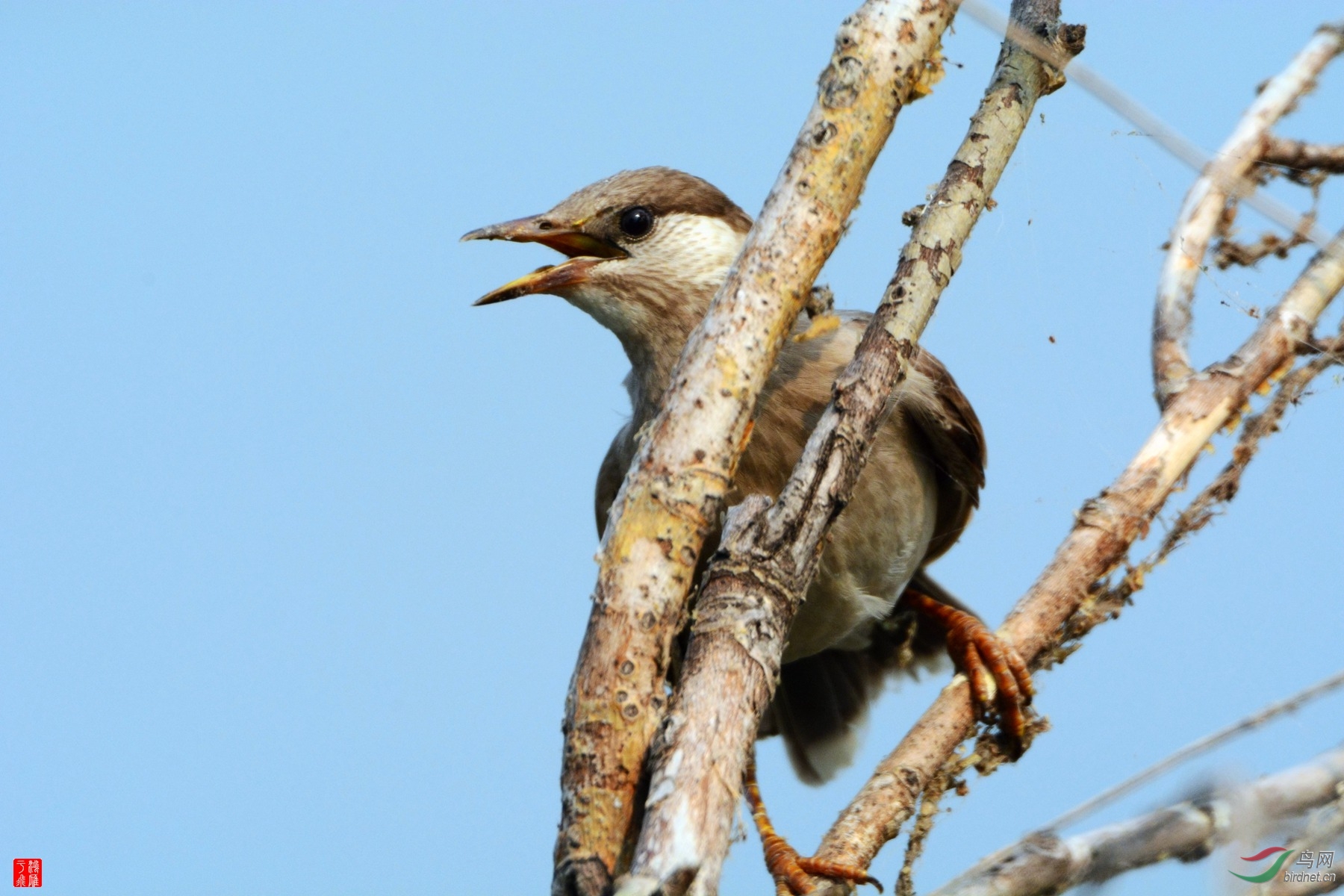 请问这是灰椋鸟幼鸟吗