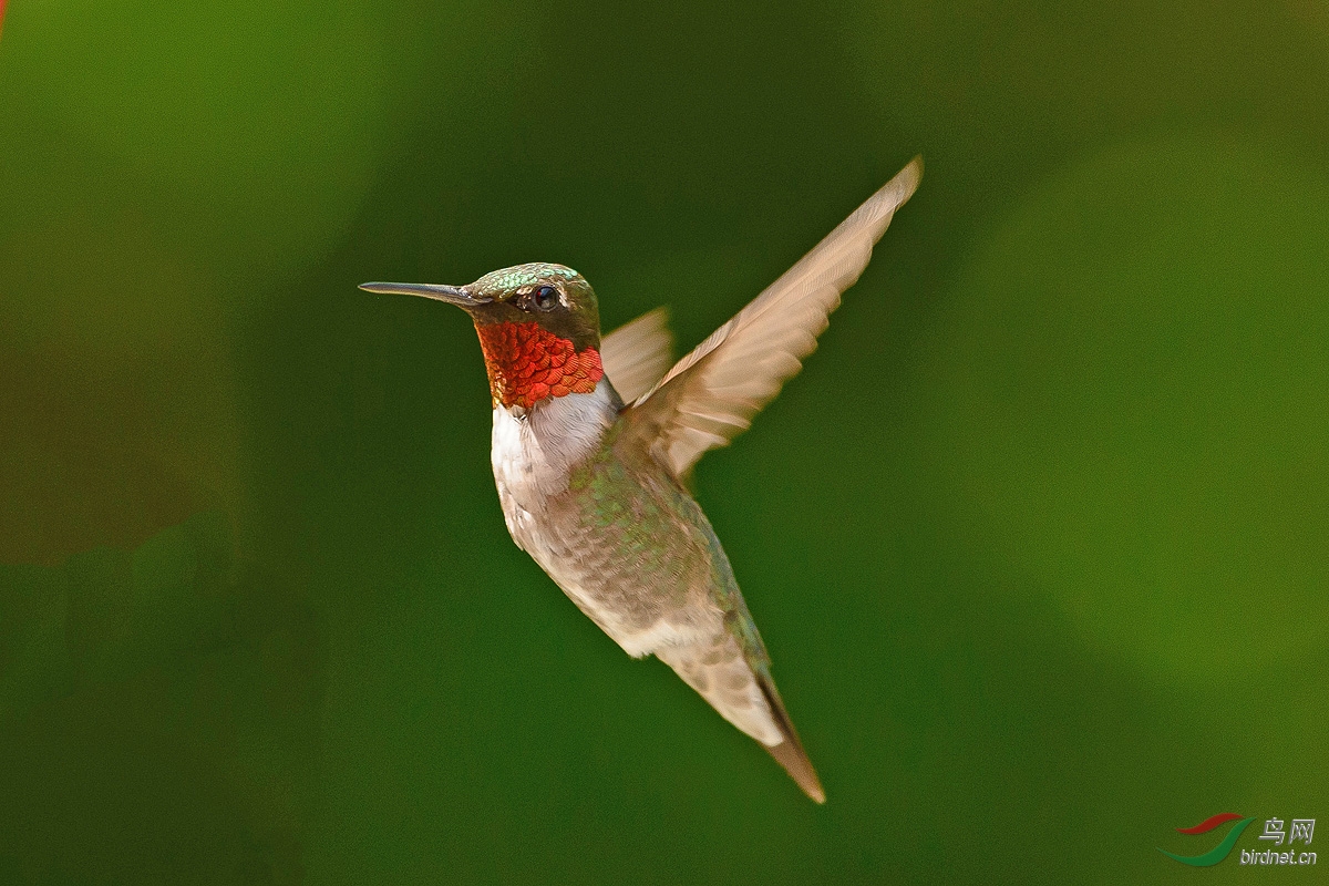 红喉北蜂鸟红喉北蜂鸟