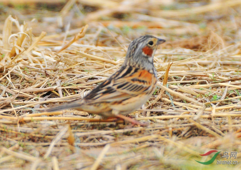 内蒙古拍的栗斑腹鹀