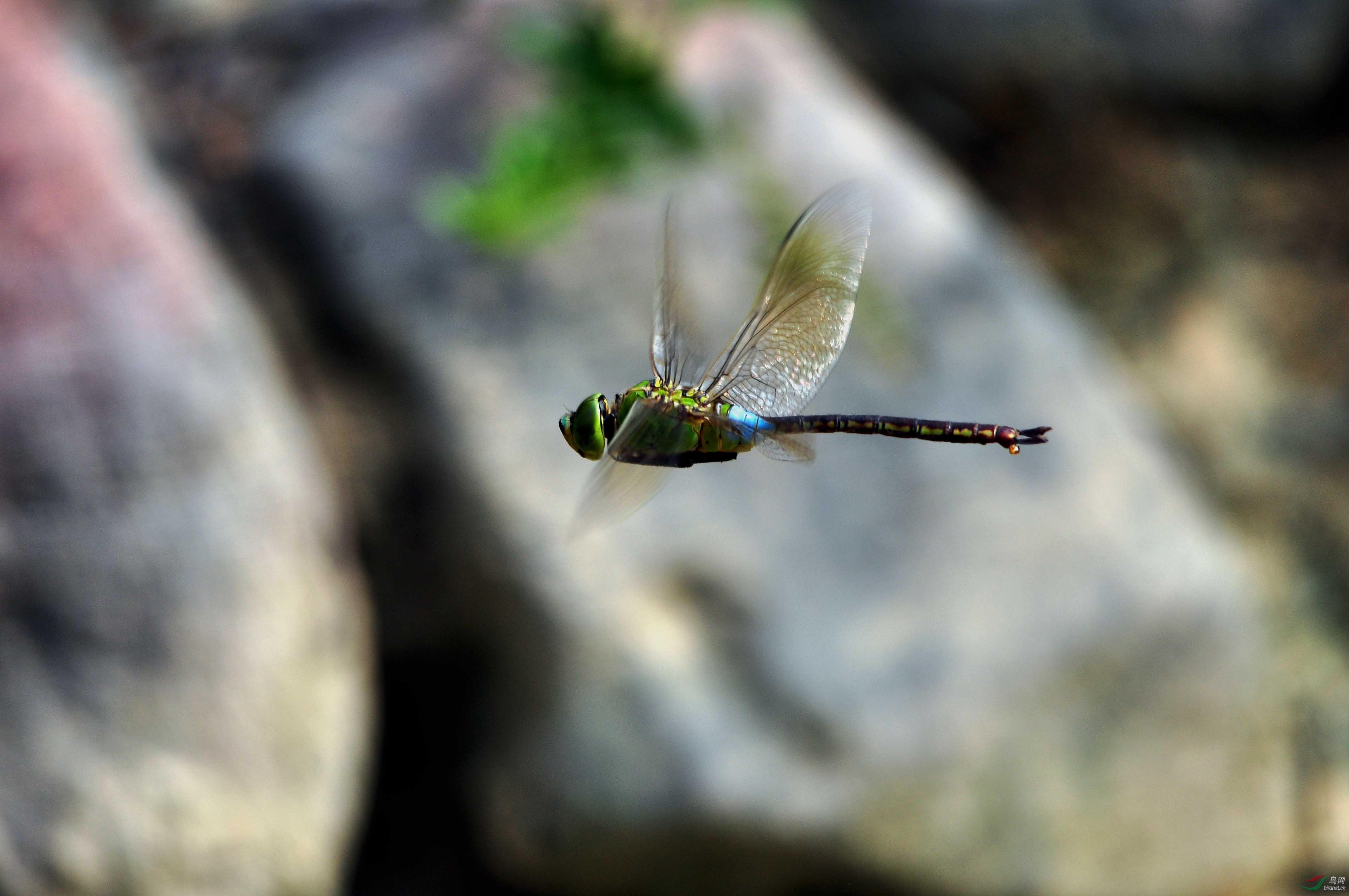 黑翅膀绿蜻蜓图片