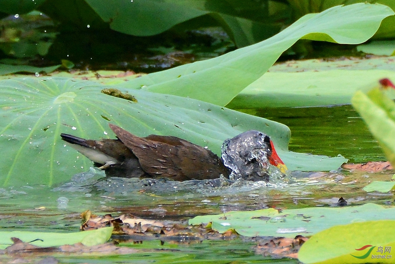 黑水鸡荷塘沐浴