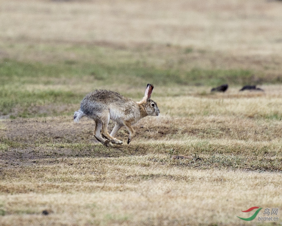 奔跑的野兔