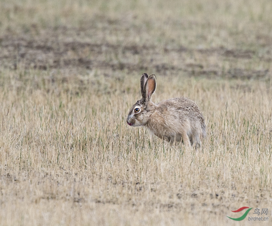 克斯克腾草原上的野兔