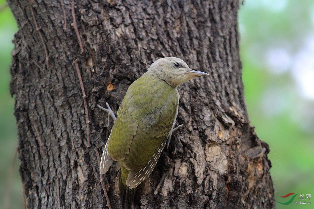 灰头绿啄木鸟幼鸟