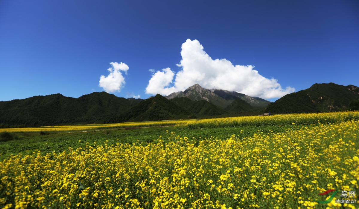 青海化隆风光——油菜花开