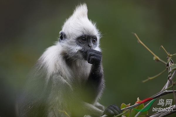 白头叶猴头顶上的白色毛发很特别