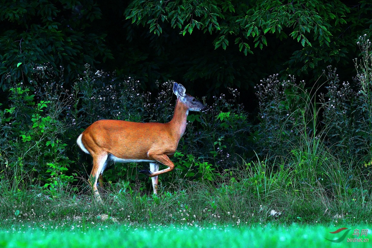 林中野鹿 - 野生动物版 鸟网