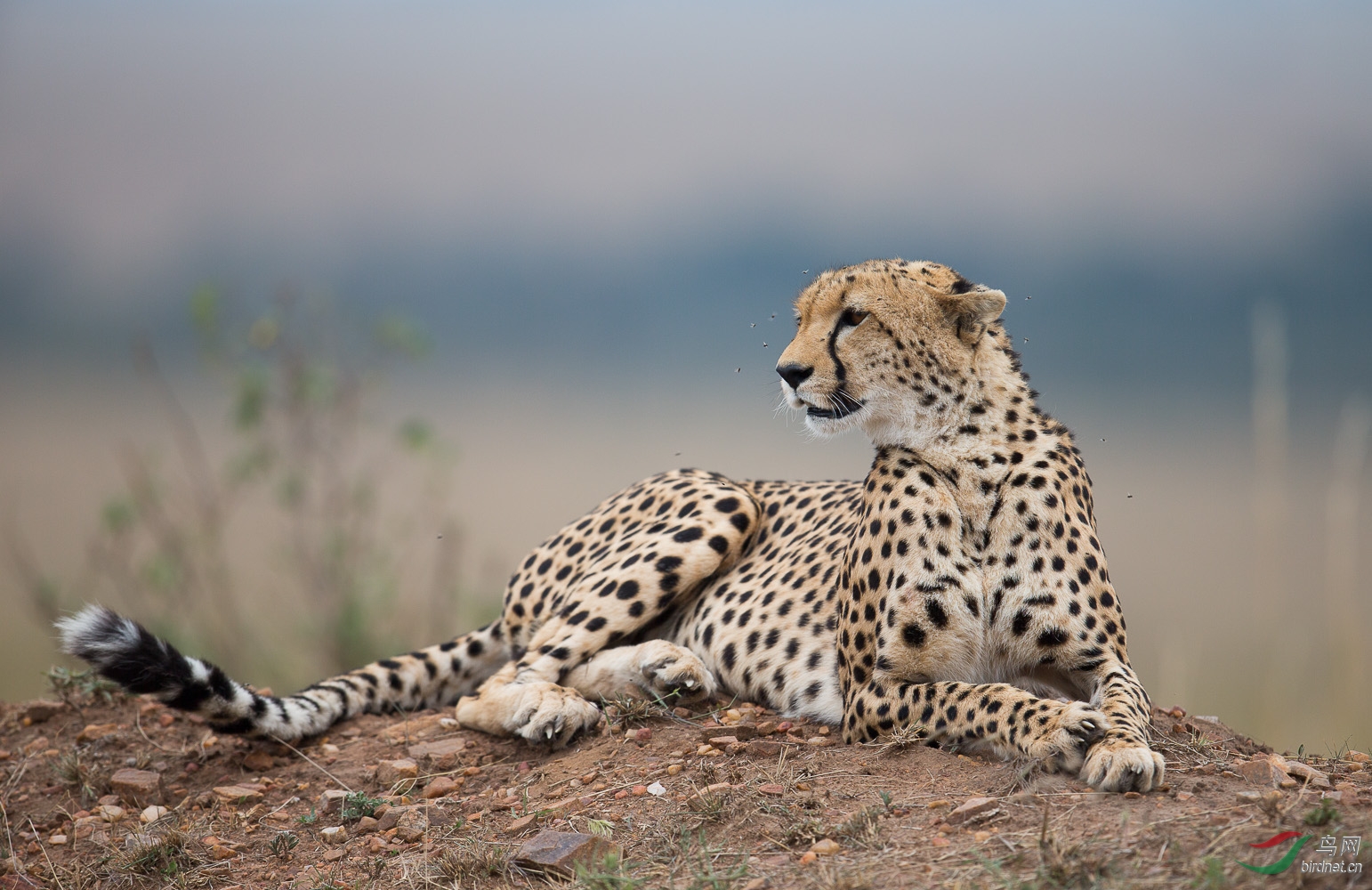 马塞马拉草原上的猎豹