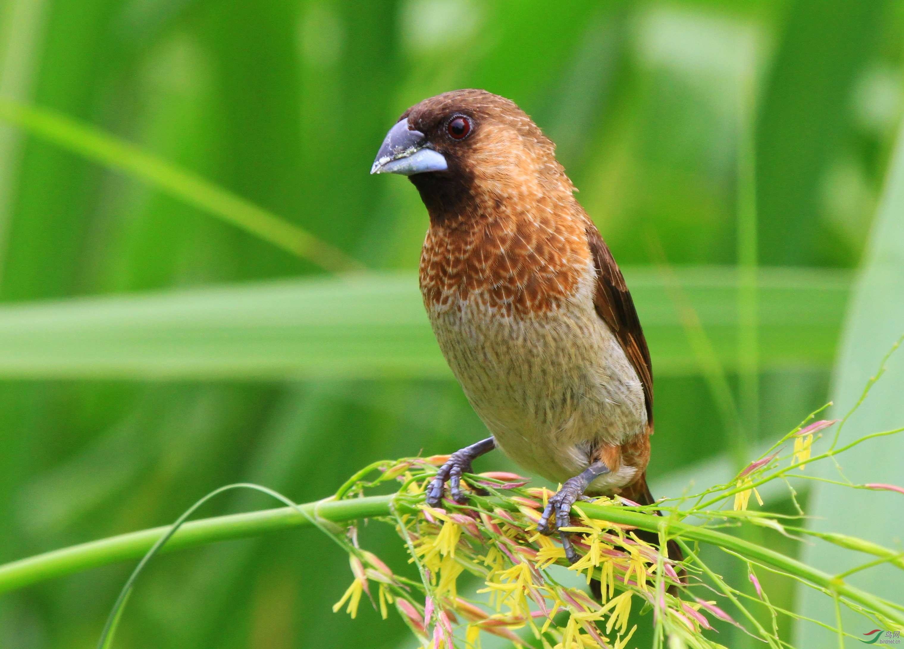 圆明园的白腰文鸟