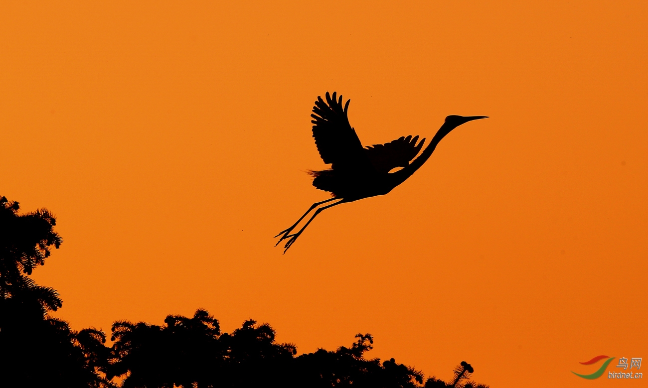 余辉下白鹭腾飞剪影