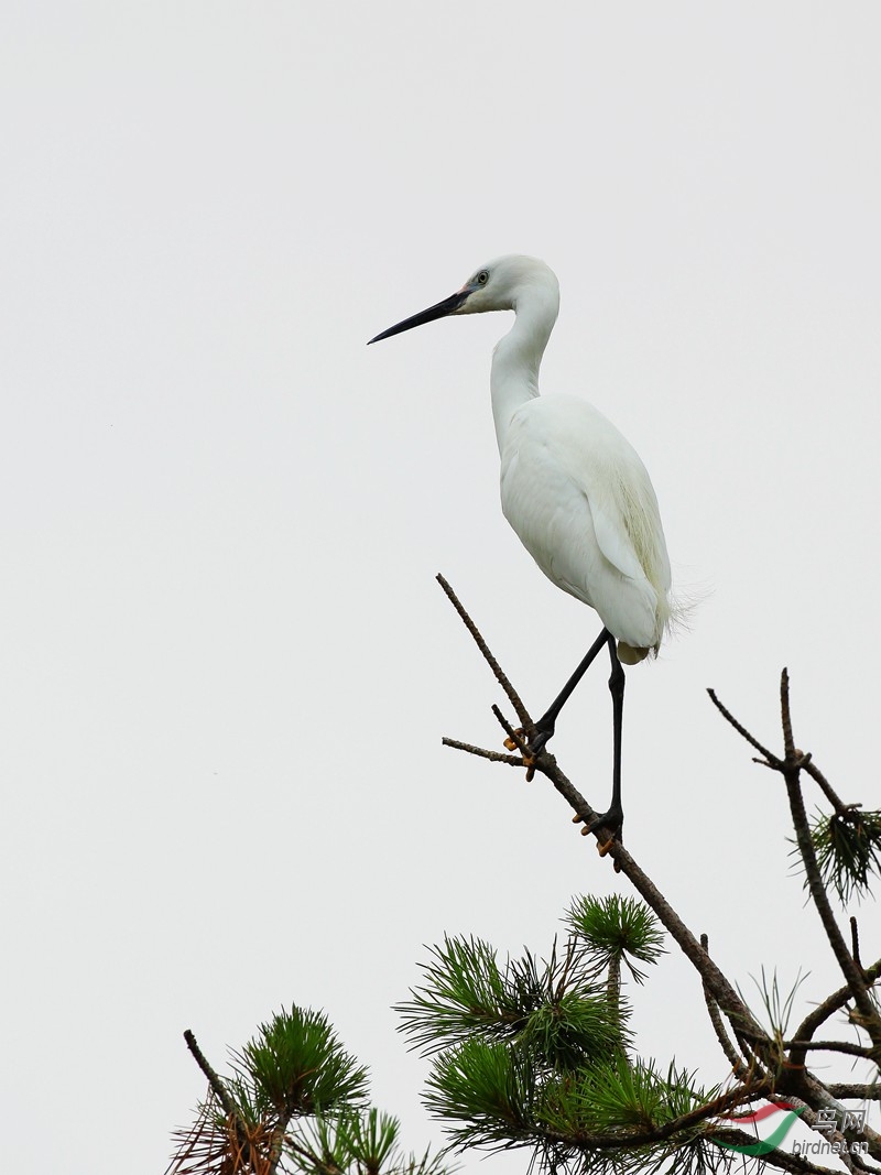 白鹭枝头俏