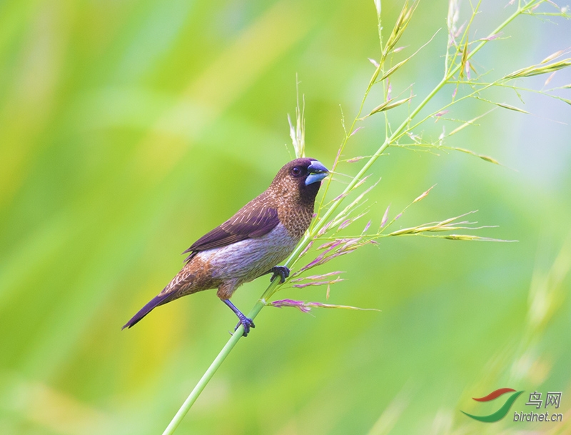 圆明园拍白腰文雀