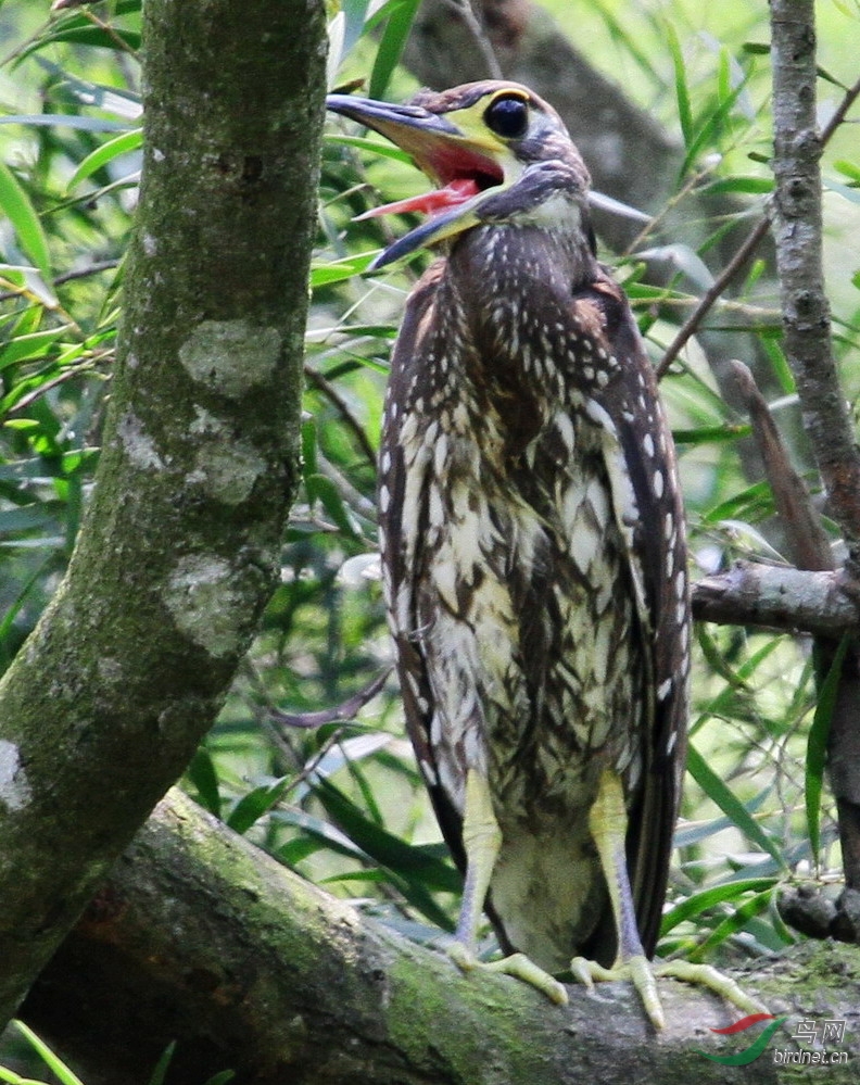 神秘的鸟(恭喜获鸟网每日精华) ——   海南虎斑鴝是中国特产的鸟类