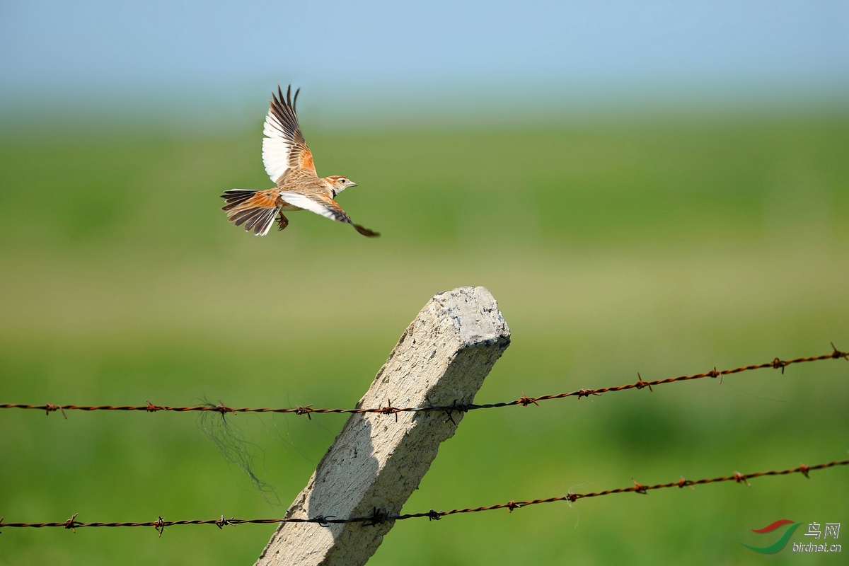 草原上的百灵鸟