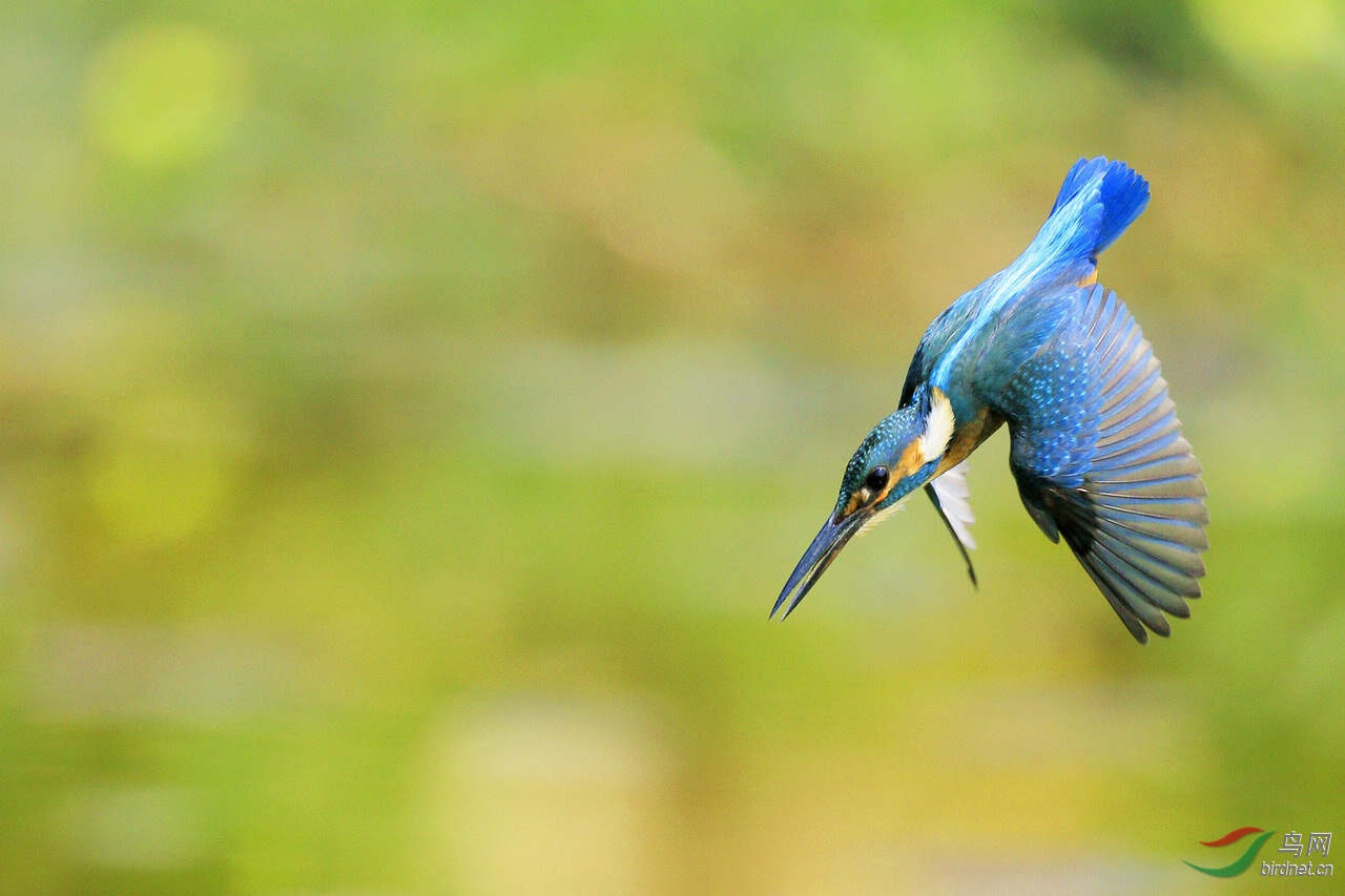 翠鸟瞬间飞姿---亚成 - 观鸟拍鸟之旅 bird trip reports 鸟网
