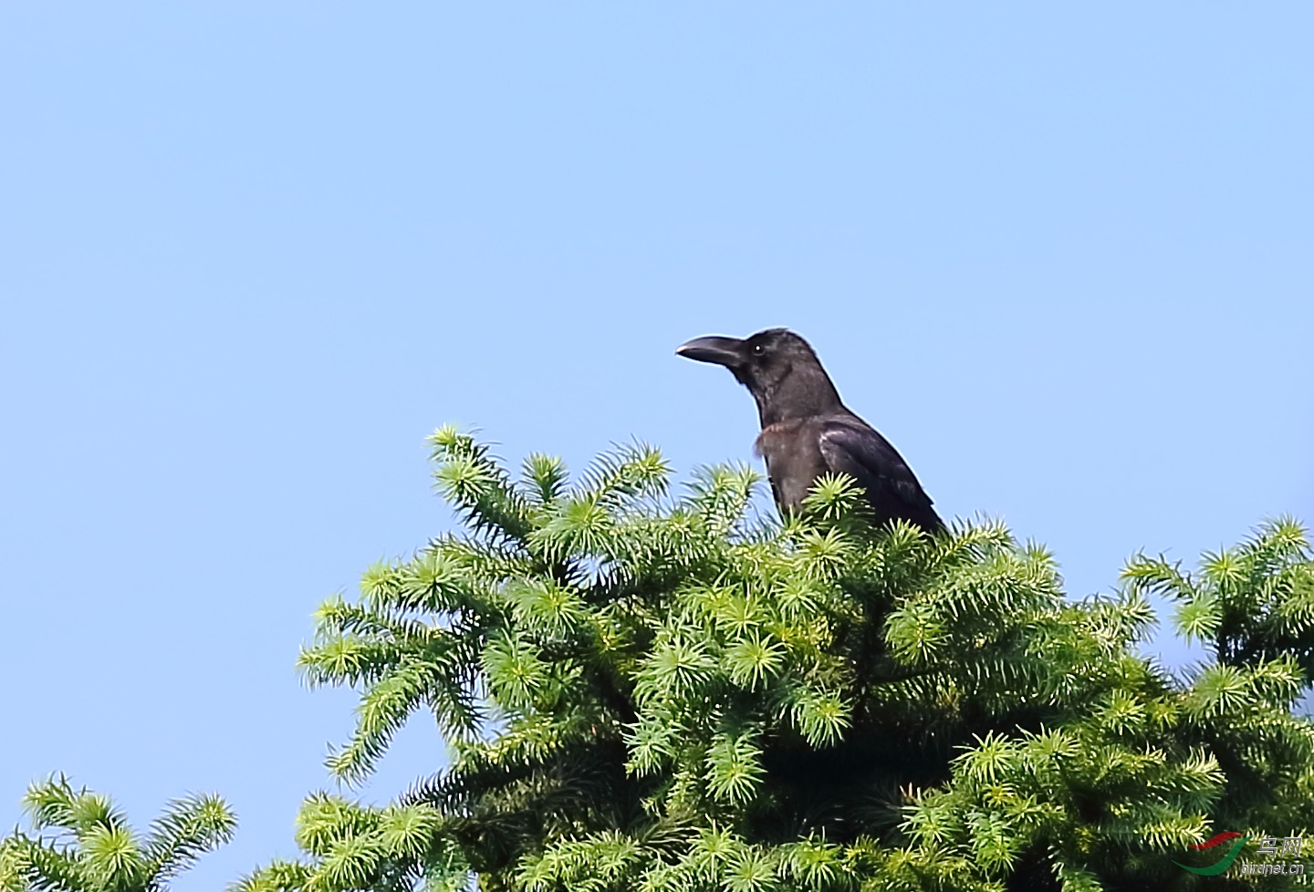 黑颏凤鹛一路黔行