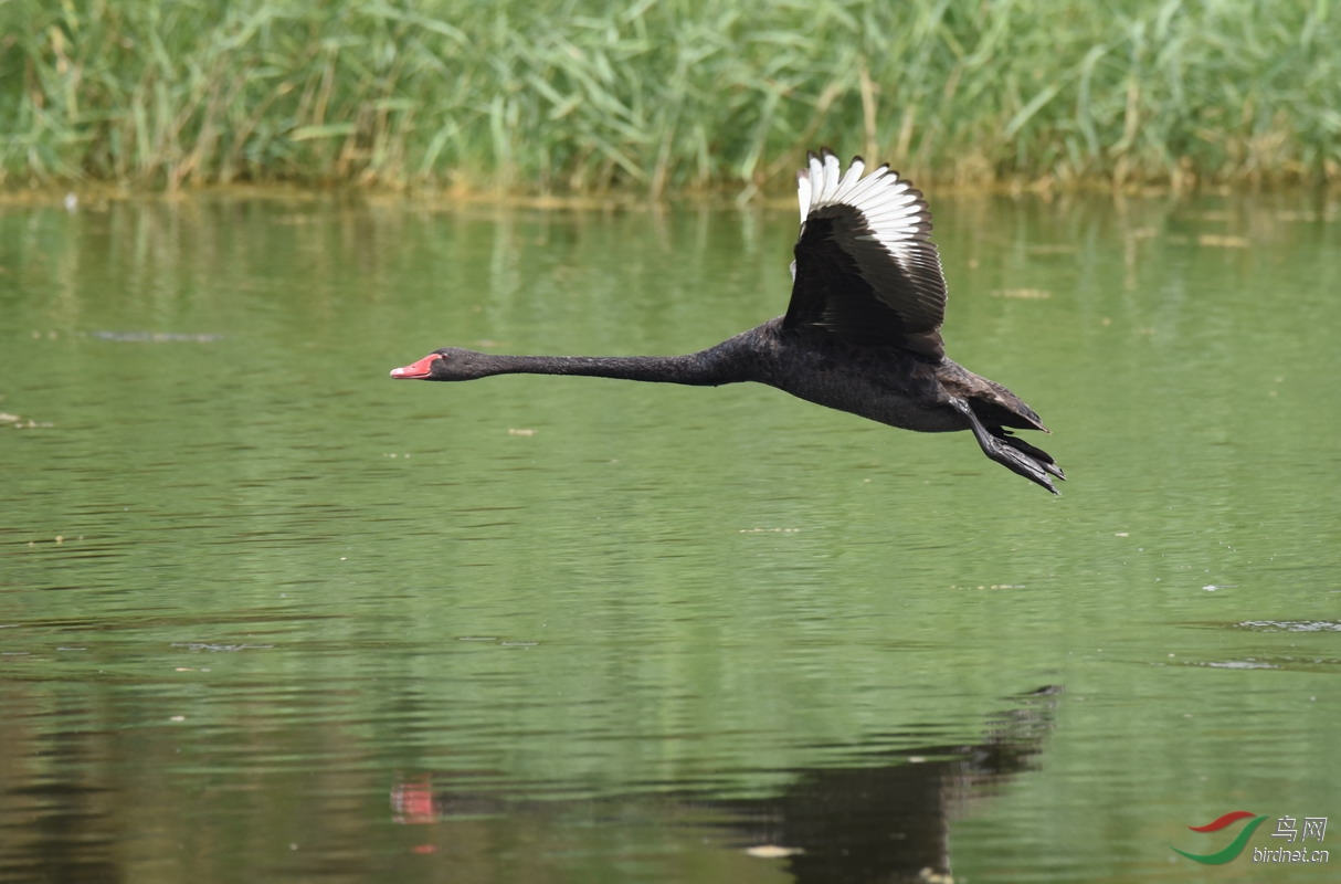 飞(八) - 水鸟版 waterbirds 鸟网