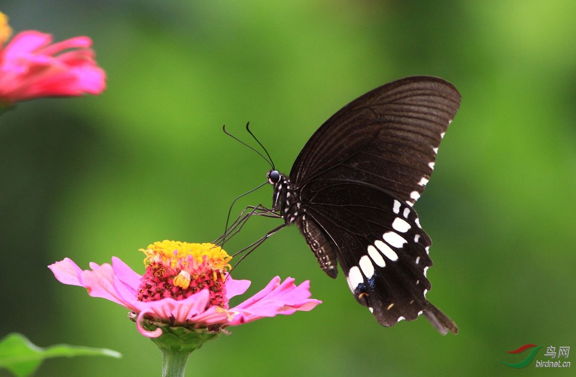 五彩亮丽的花蝴蝶祝周未快乐
