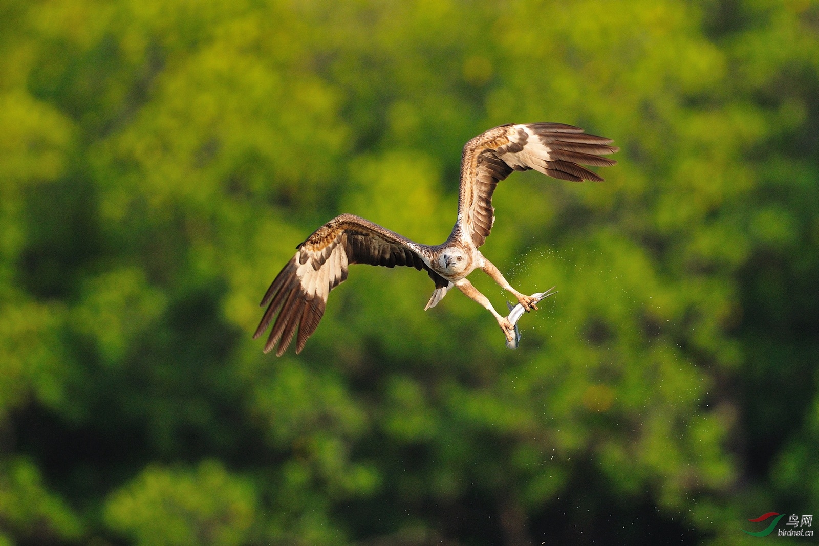 补充图——白腹海雕猎鱼