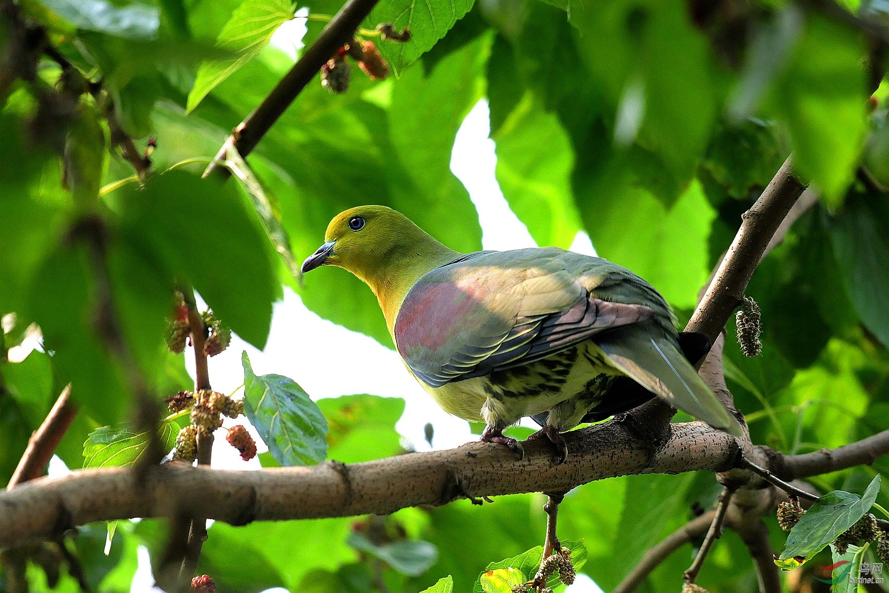 红翅绿鸠 - 观鸟拍鸟之旅 bird trip reports 鸟网