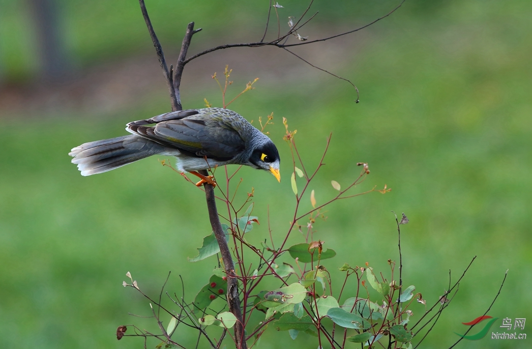 Y-noisy miner_����.jpg