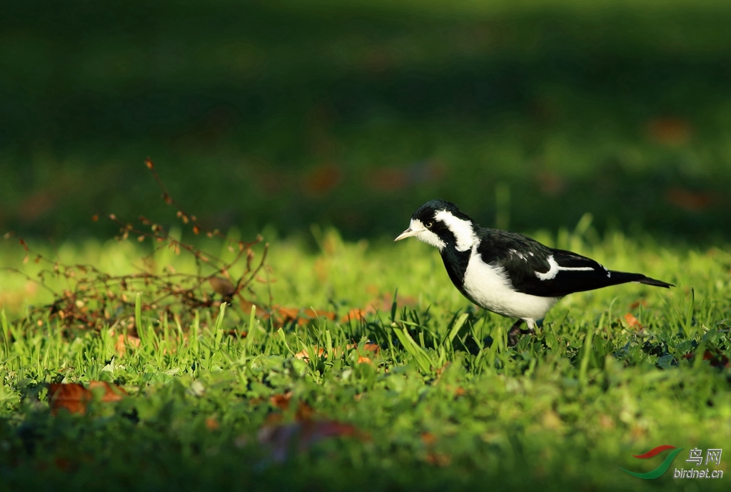 Y-magpie-lark_����.jpg