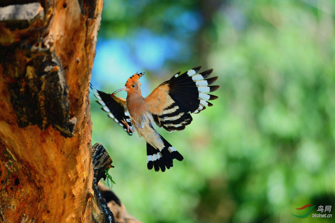 【一组黛胜鸟】
