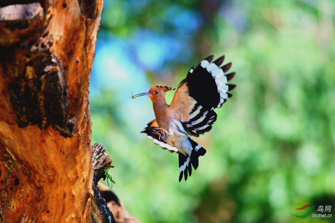 【一组黛胜鸟】