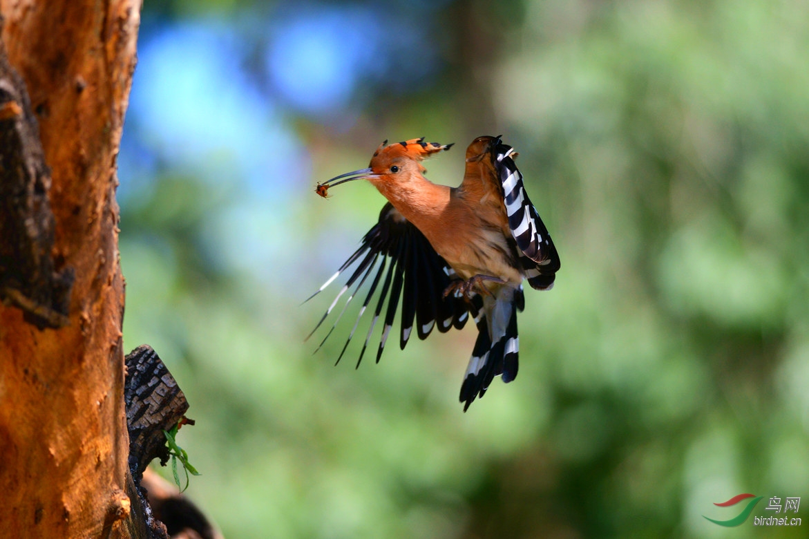 【一组黛胜鸟】