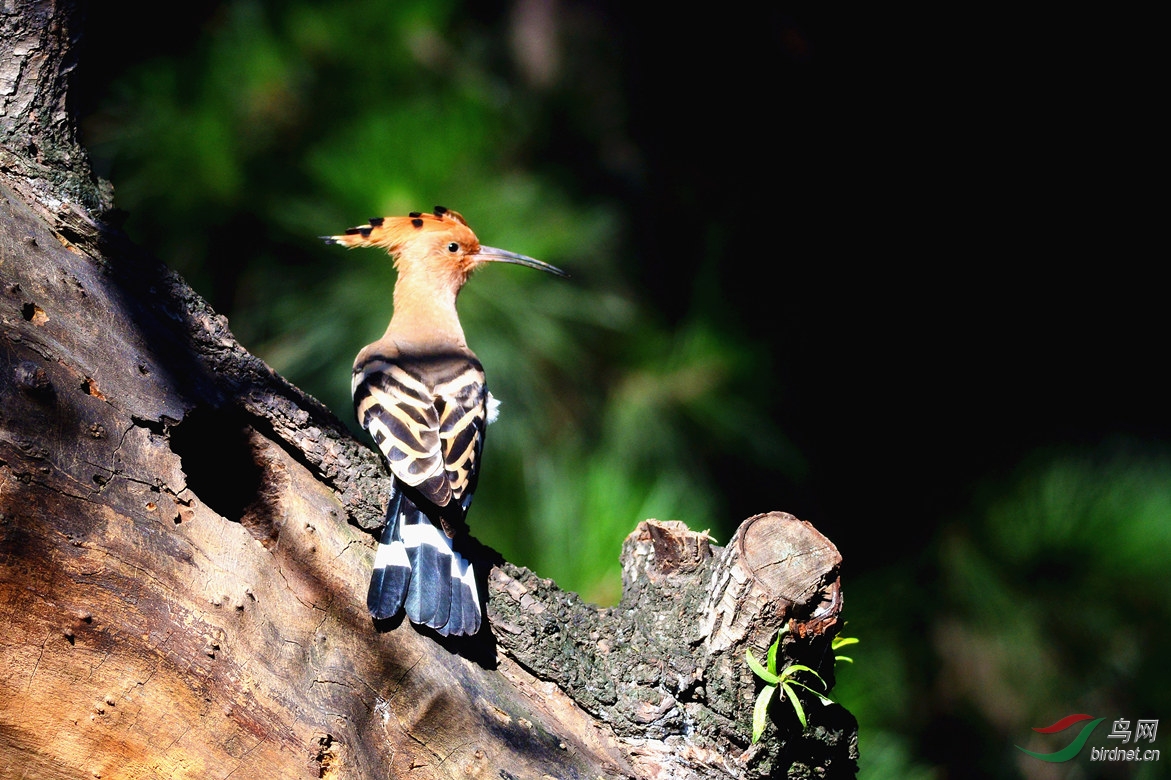 【一组黛胜鸟】