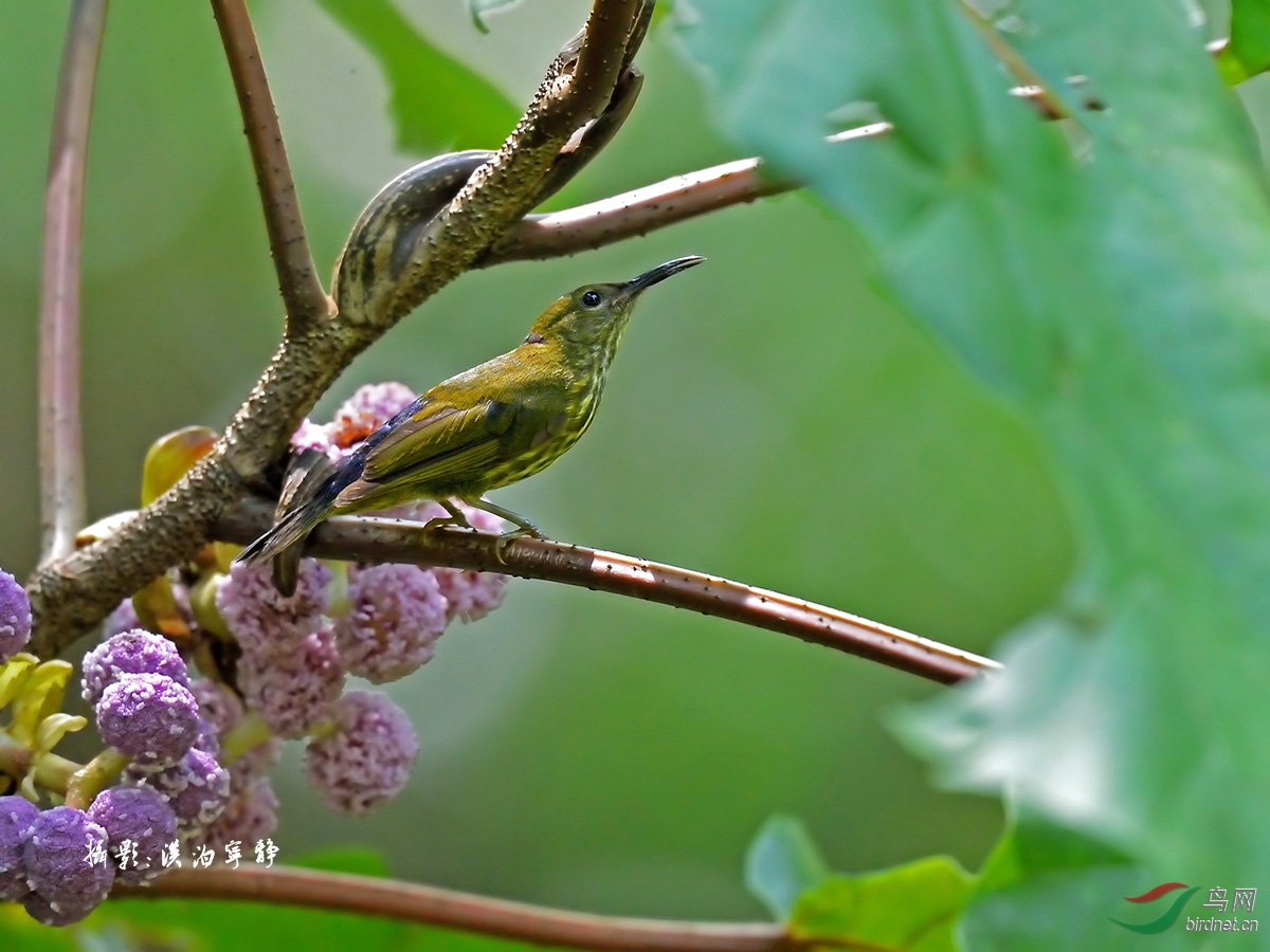 一组蓝枕花蜜鸟
