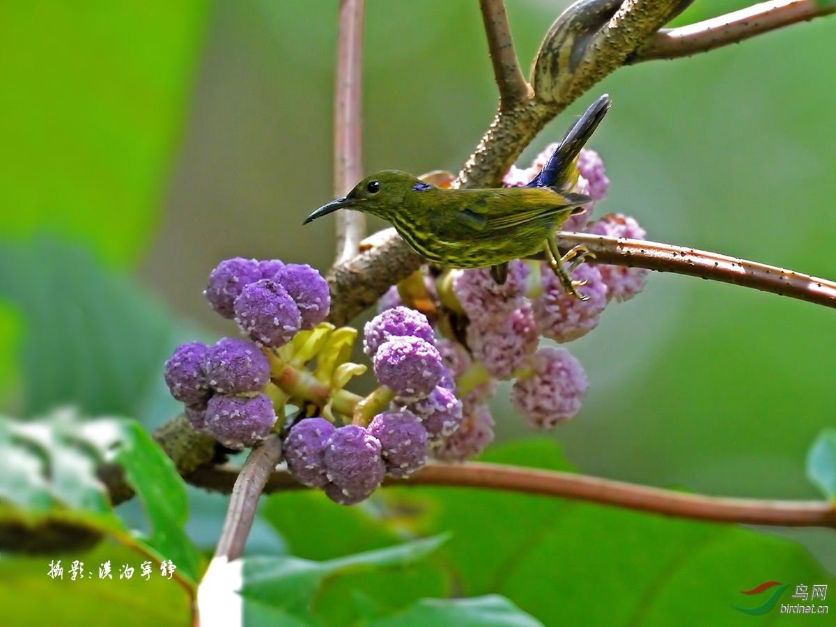 一组蓝枕花蜜鸟