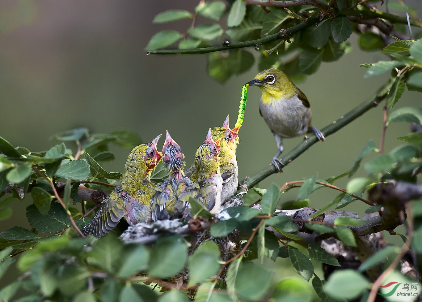 绣眼喂雏