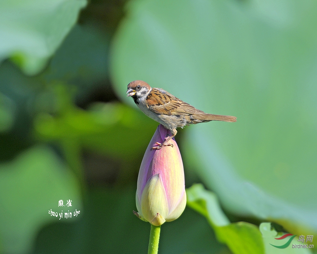 荷塘,麻雀,莲花,趣味.