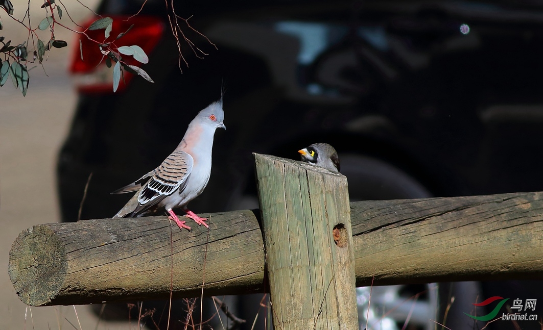 Y-crested pigeon_���˺�_����.jpg
