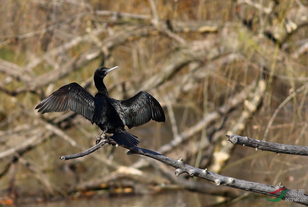 Y-little black cormorant_����_���˺�_����.jpg