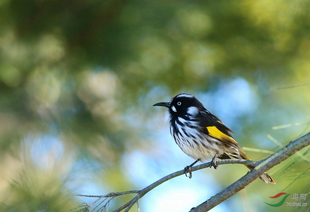 Y-new holland honeyeater2_����_���˺�_����.jpg