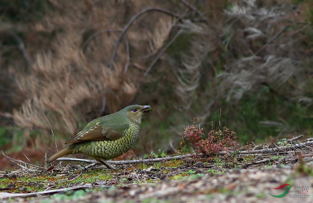 Y-satin bowerbird2_���˺�_����.jpg