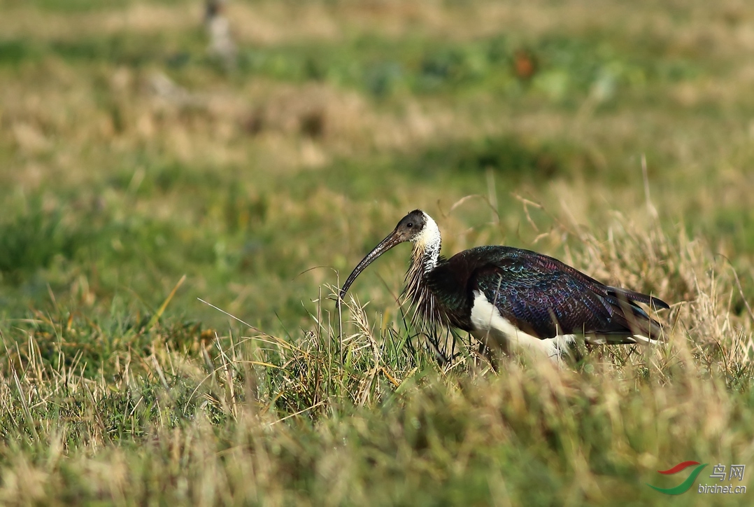 Y-straw-necked ibis1_����_���˺�_����.jpg