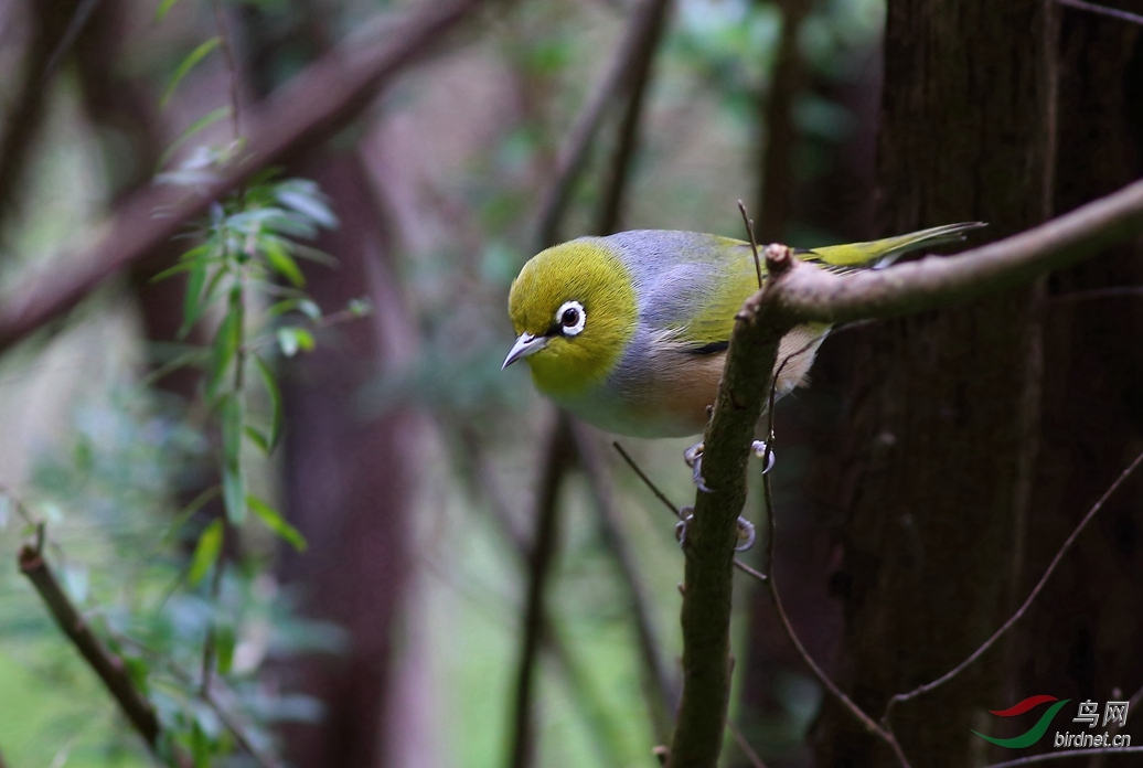 Y-silvereye_����_���˺�_����.jpg