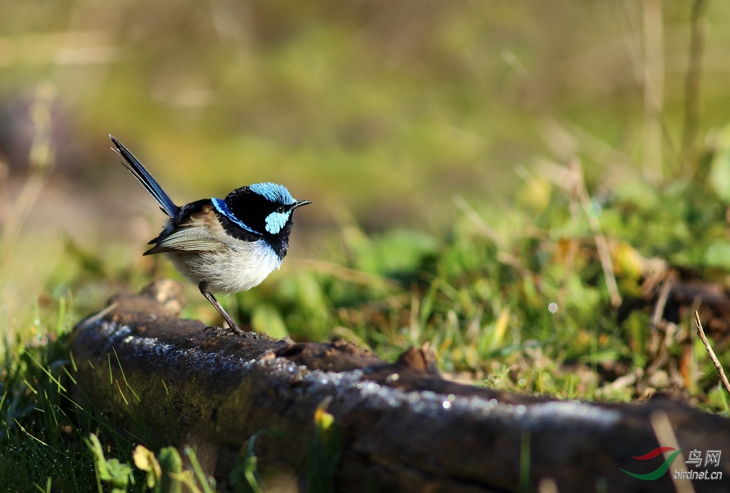 Y-superb fairy-wren2_����_���˺�_����.jpg