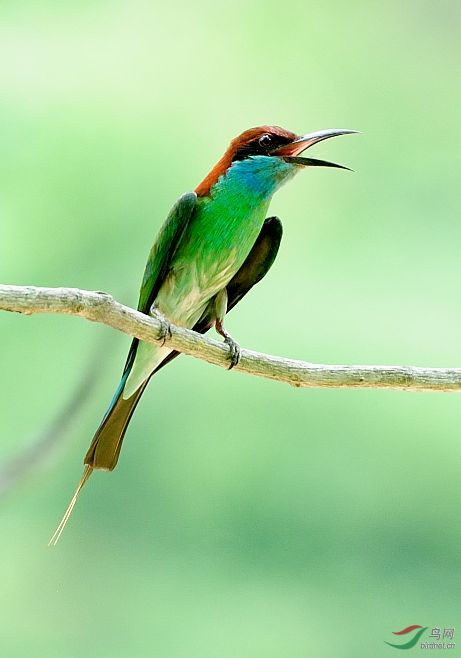 蓝喉蜂虎 - 林鸟版 forest birds 鸟网