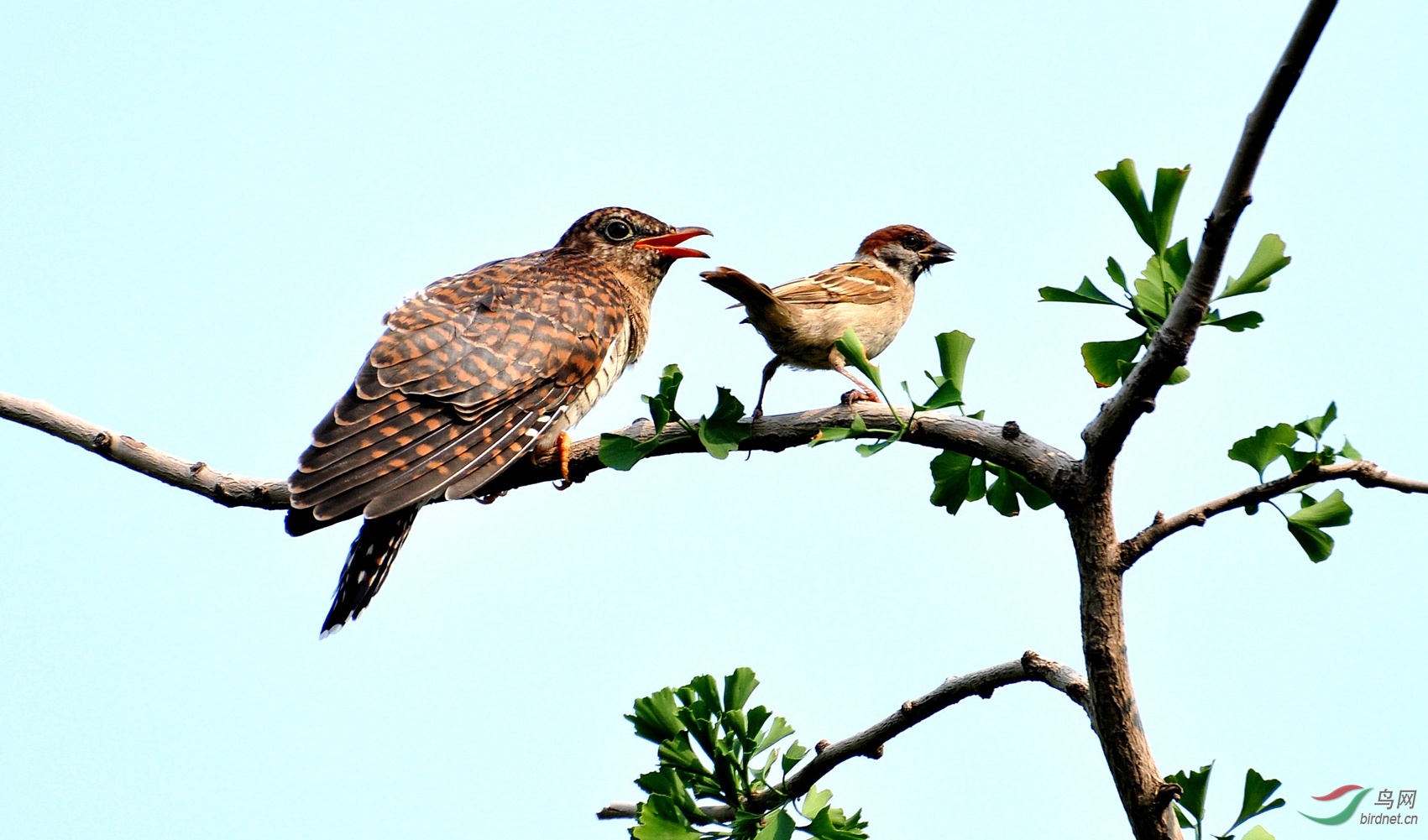 麻雀餵食杜鵑鳥