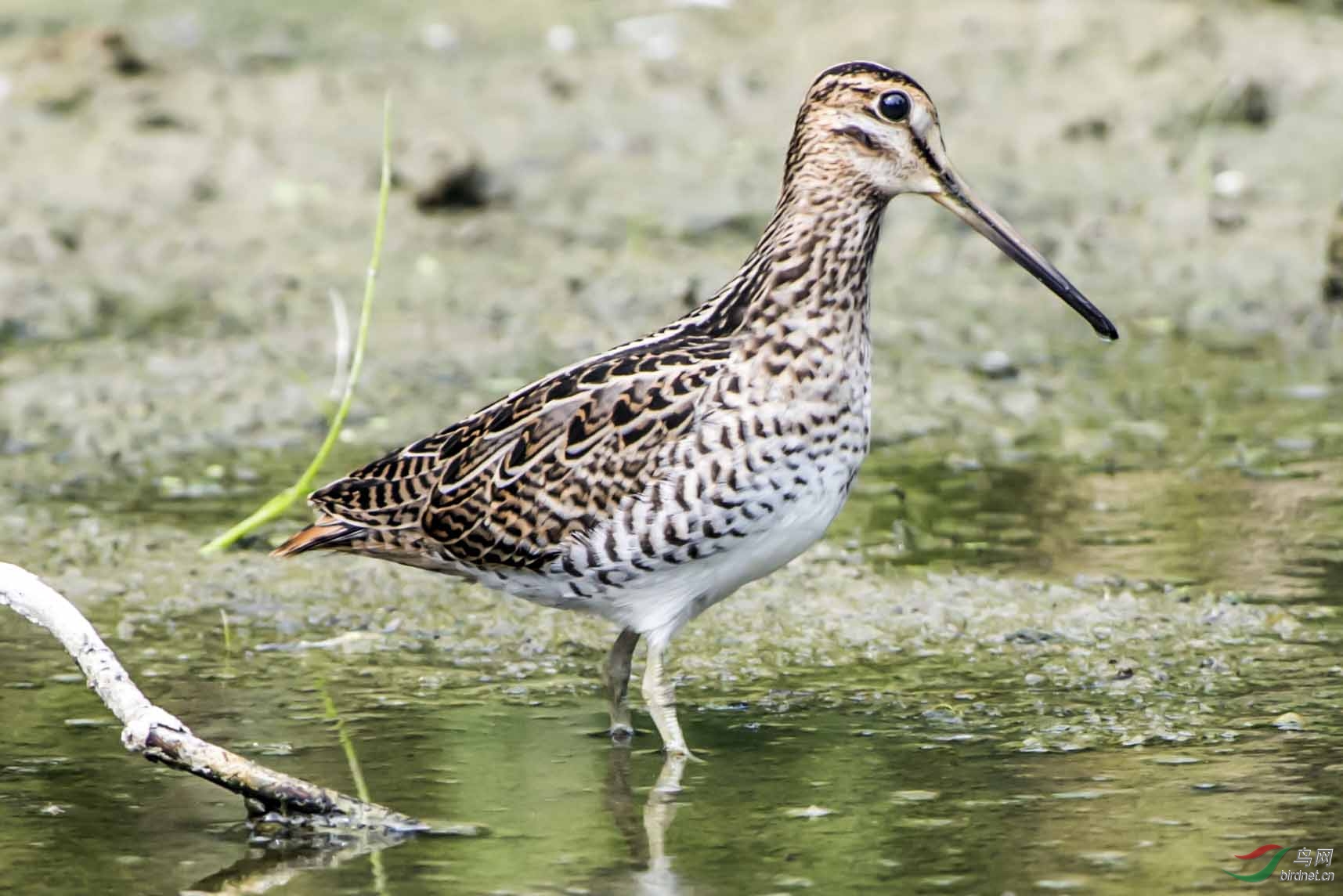 北京地区少见的水边鸟类——大沙鵻